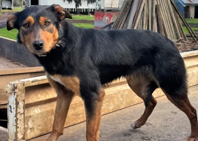 Kelpie sells for $29k at SA’s first working dog auction