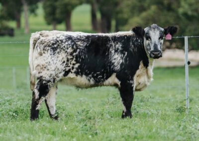 Kamarah Speckles heifer makes $18,000