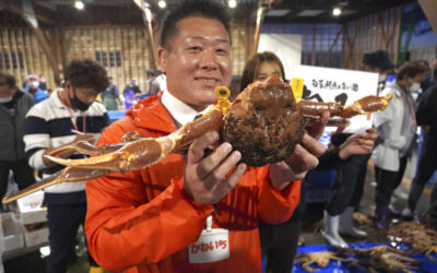 Japanese snow crab fetches ¥800,000 at auction