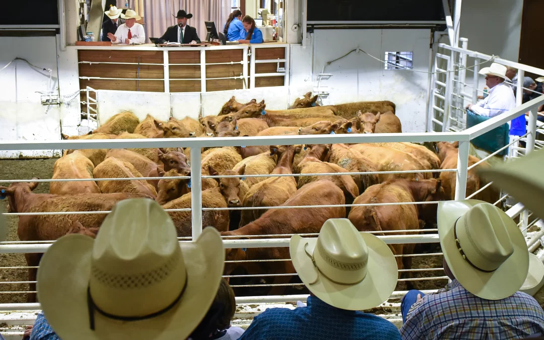 World Livestock Auctioneer Championship Starts Friday