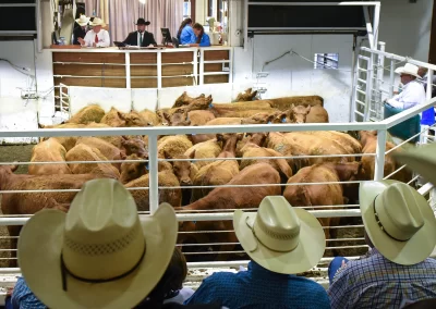 World Livestock Auctioneer Championship Starts Friday